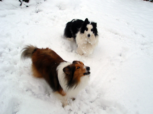 Two snow dogs